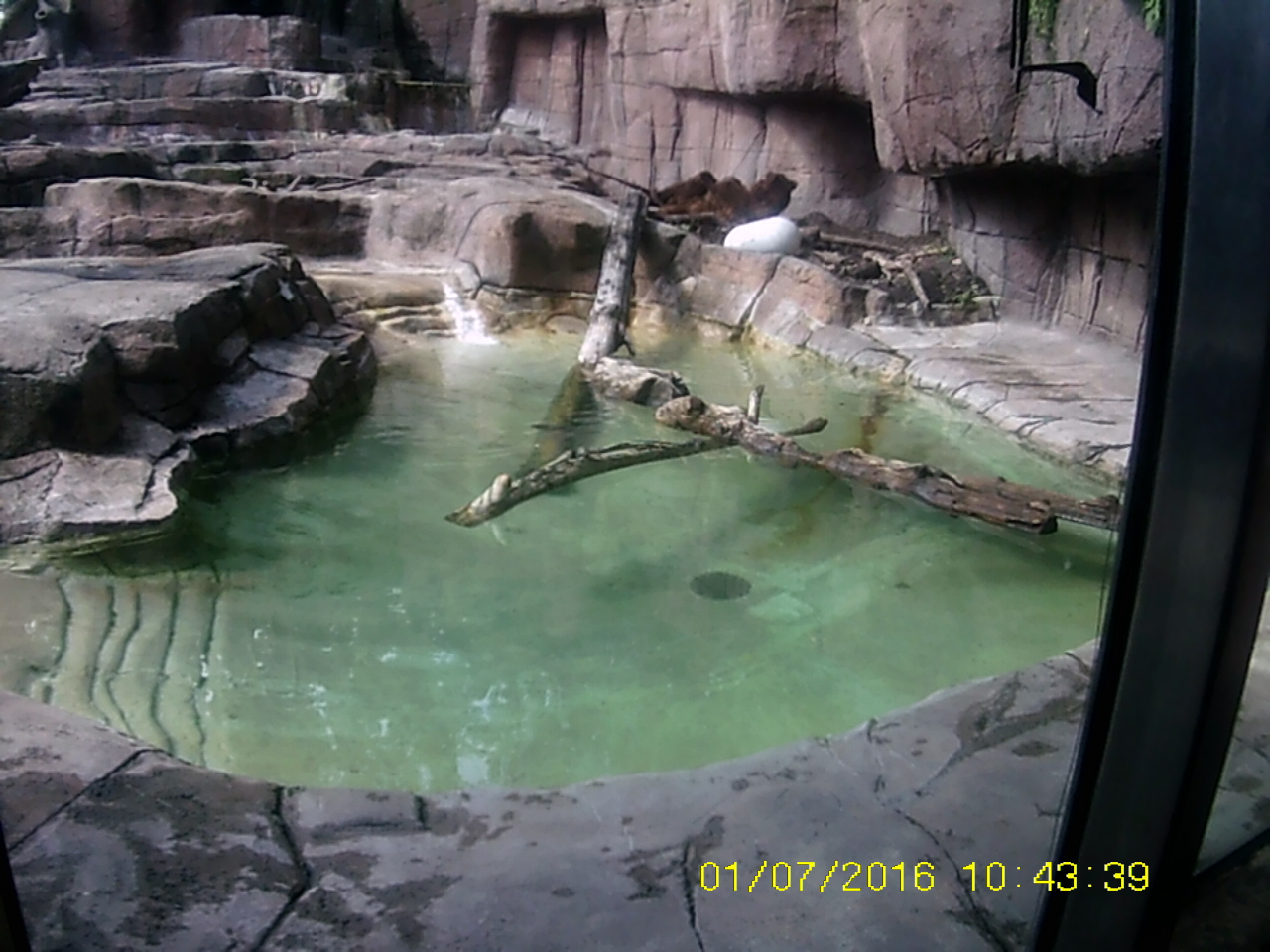 Forests - Pool in Alaskan Brown Bear Exhibit