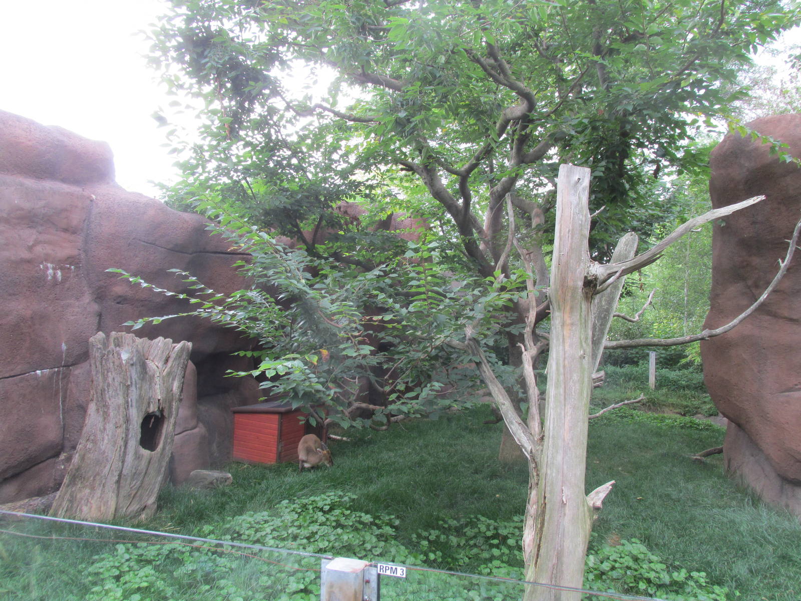 Forests - Red Panda and Reeves Muntjac