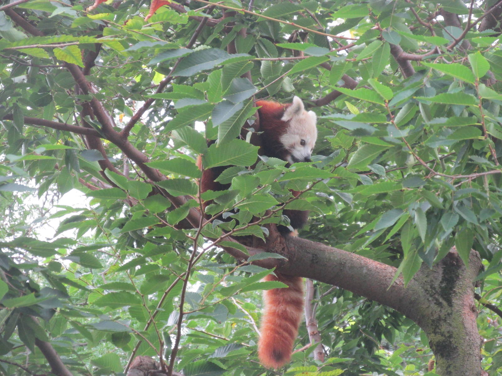 Forests - Red Panda
