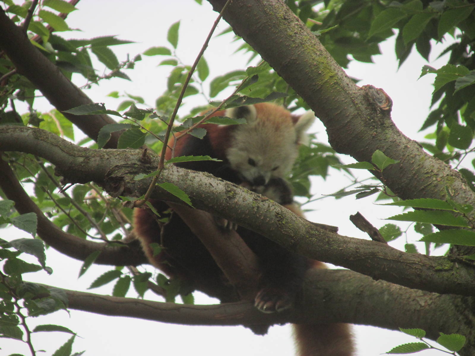 Forests - Red Panda