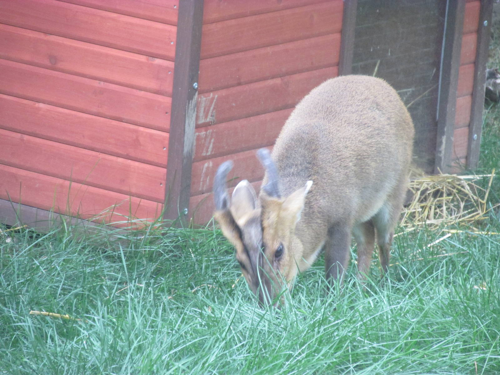 Forests - Reeves Muntjac
