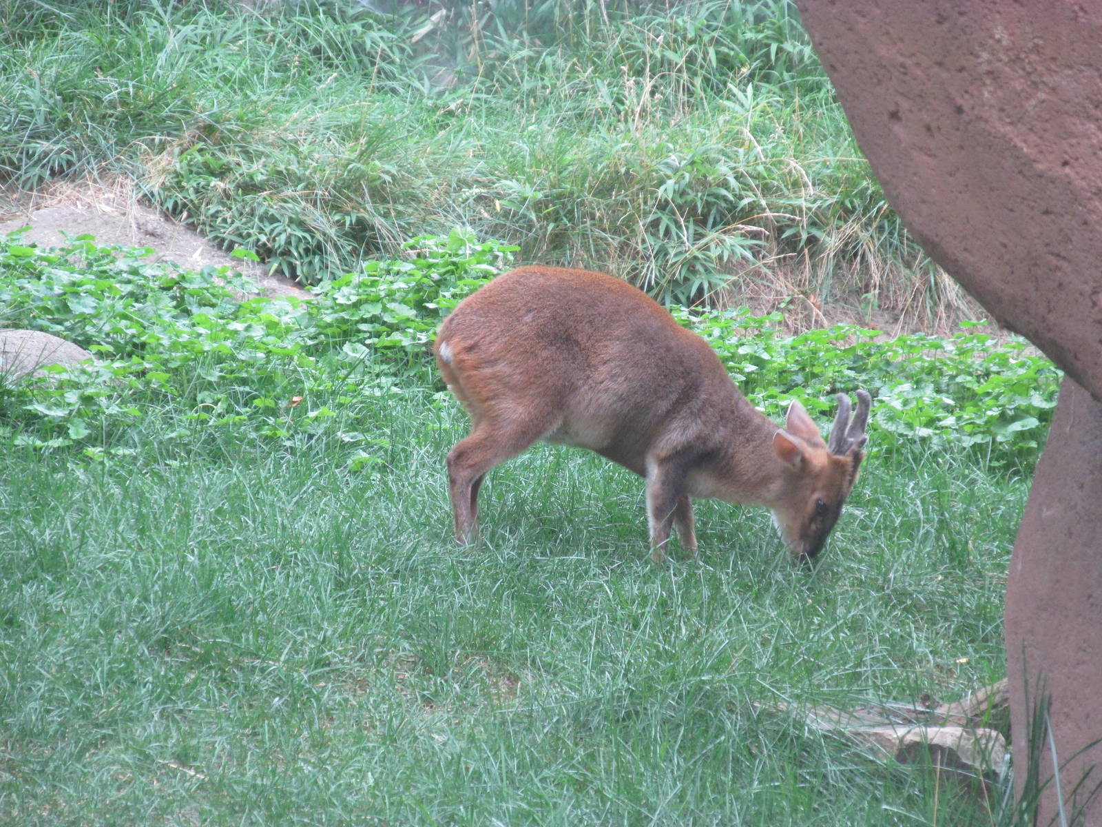 Forests - Reeves Muntjac