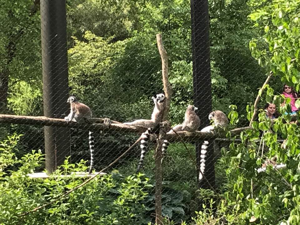 Forests- Ring-Tailed Lemur