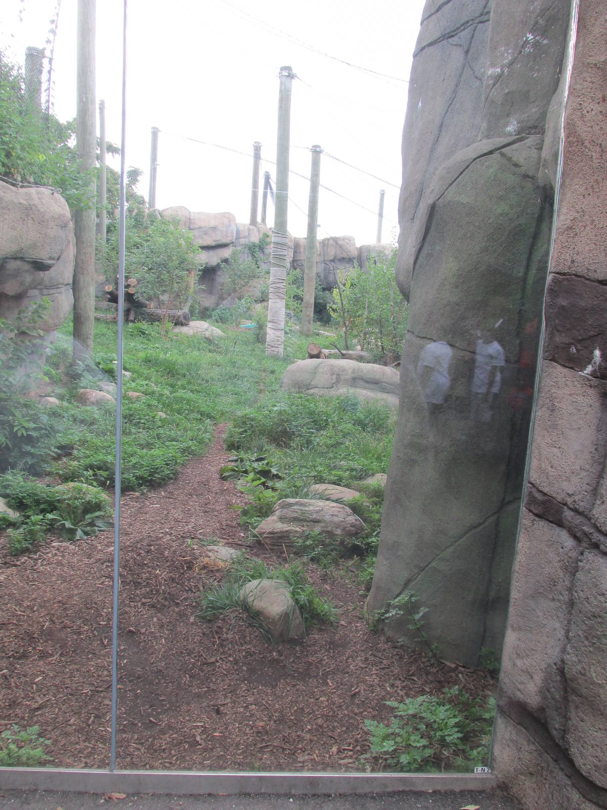 Forests - Tiger Forest