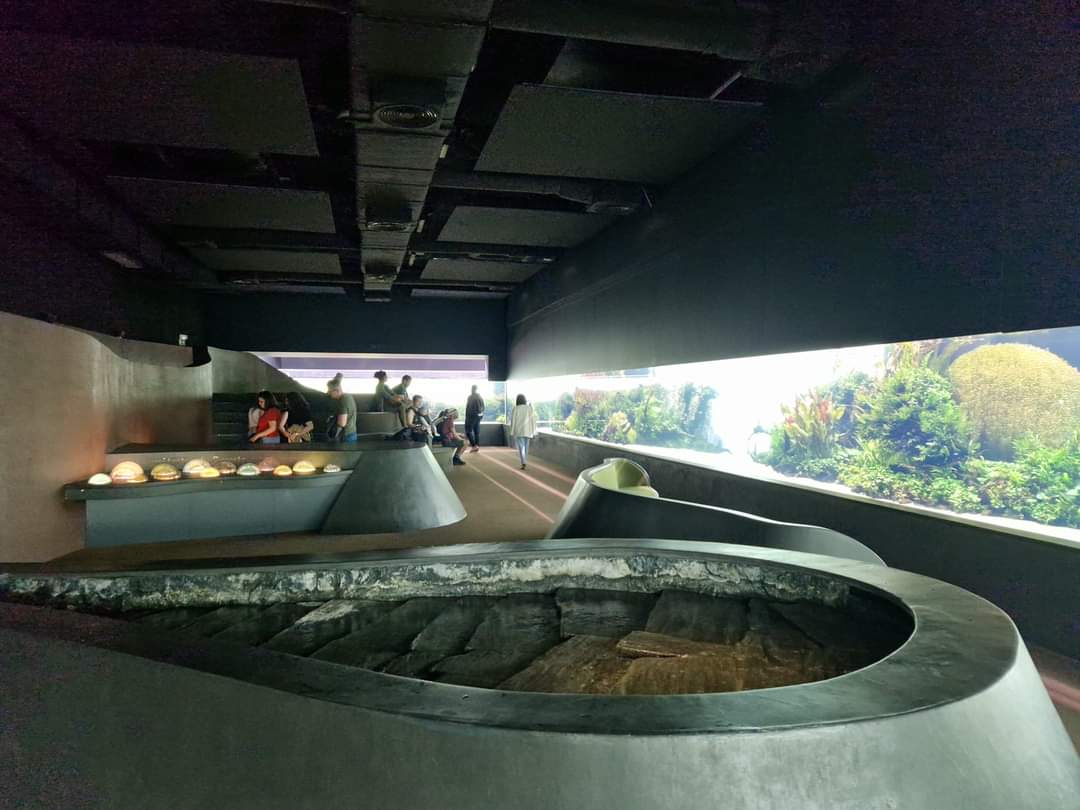 Forests Underwater by Takashi Amano