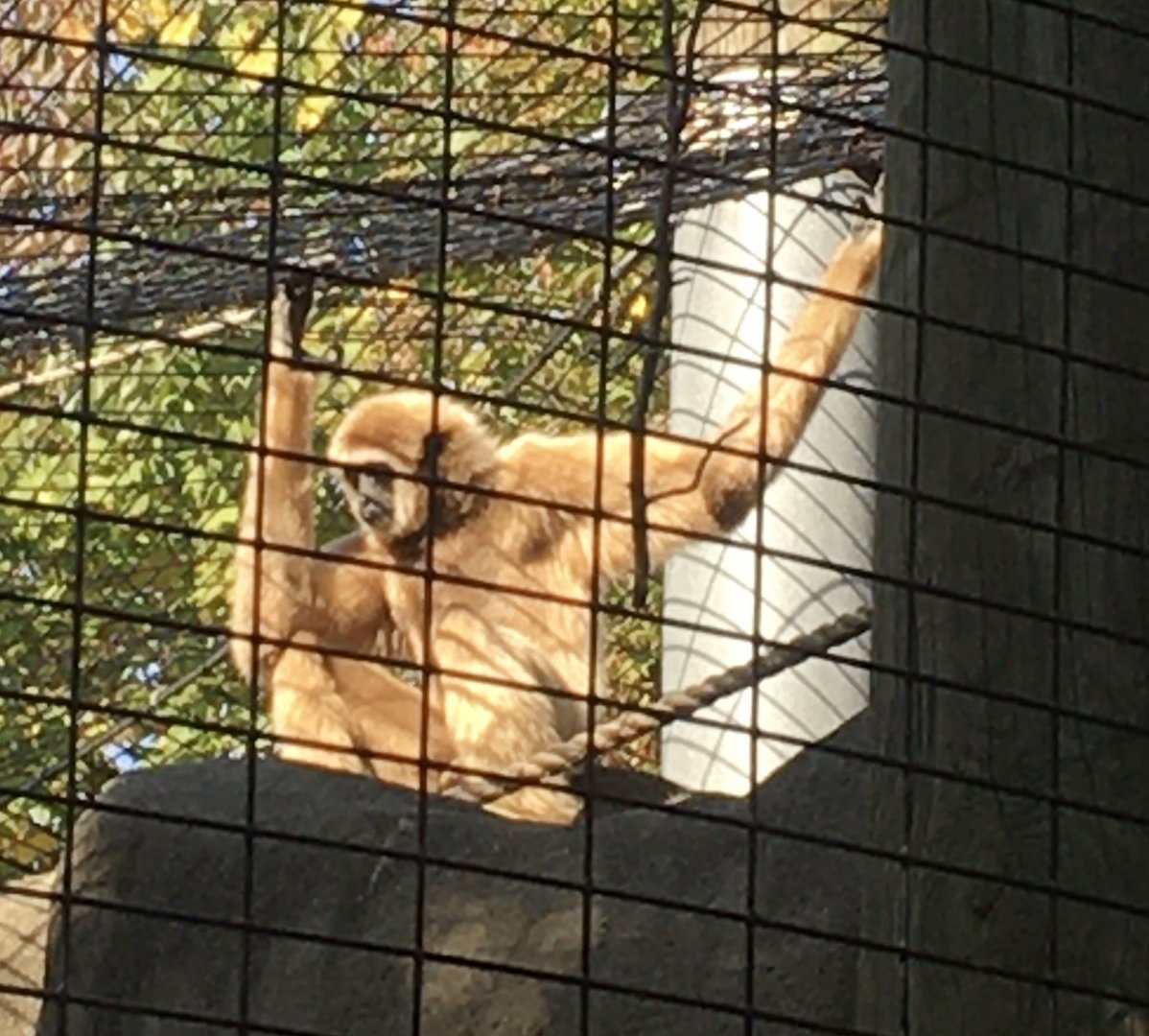 Forests - White-handed Gibbon