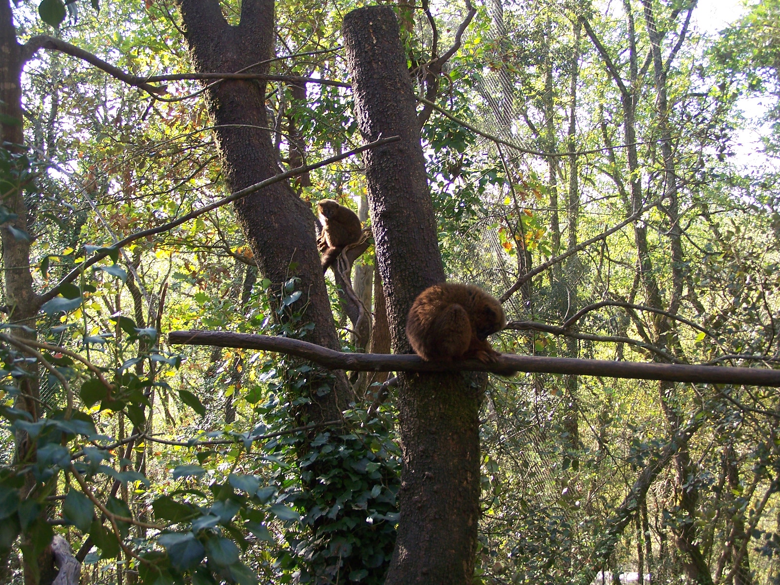 "Forêt des Esprits', malagasy aviary