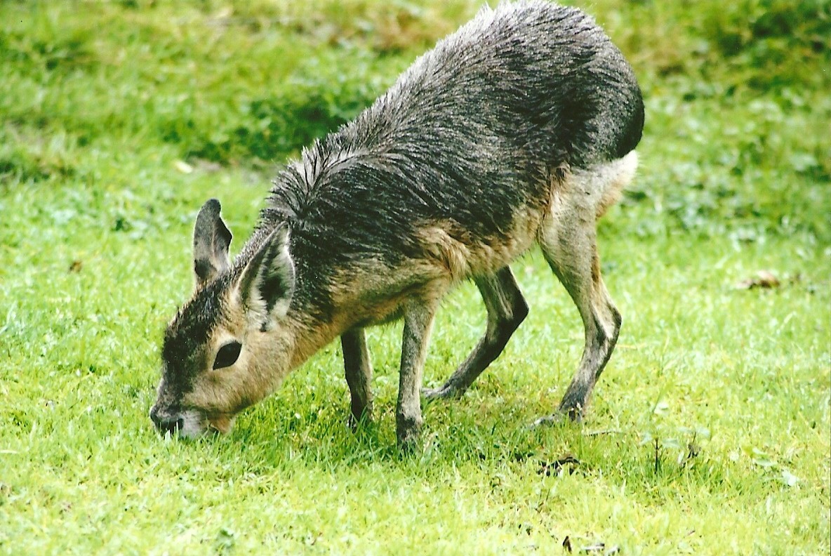 Forever a Patagonian Cavy to me 12th September 2012
