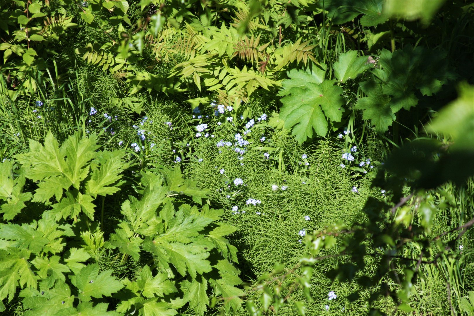 Forget-Me-Nots in the Eagle Aviary