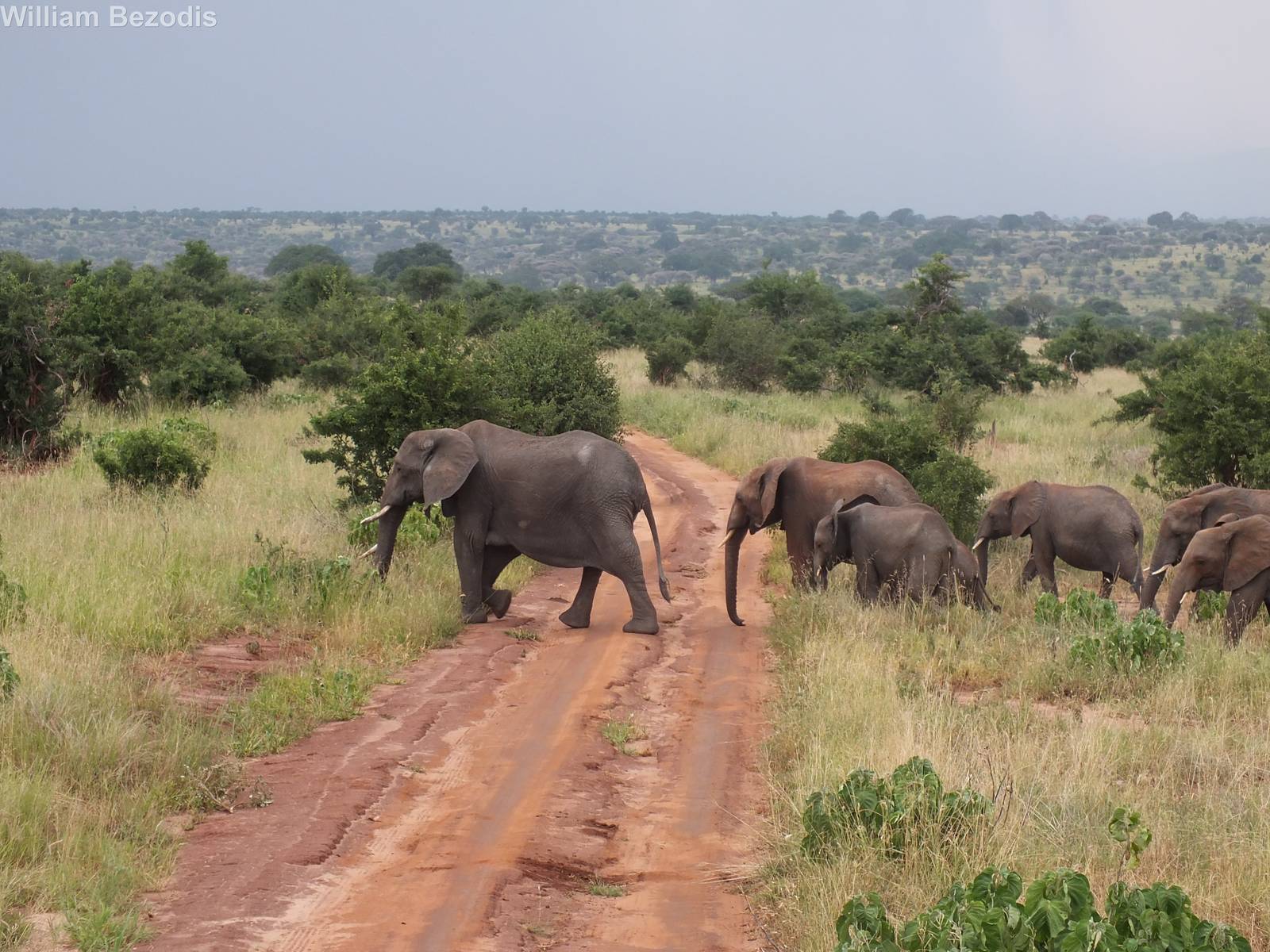Forget Zebra Crossing, this is an Elephant Crossing