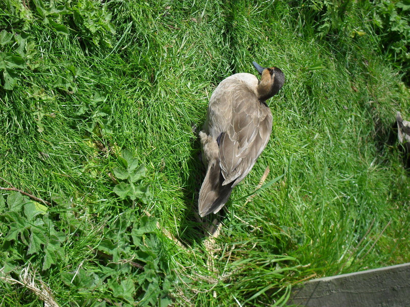 Forgotten The Species