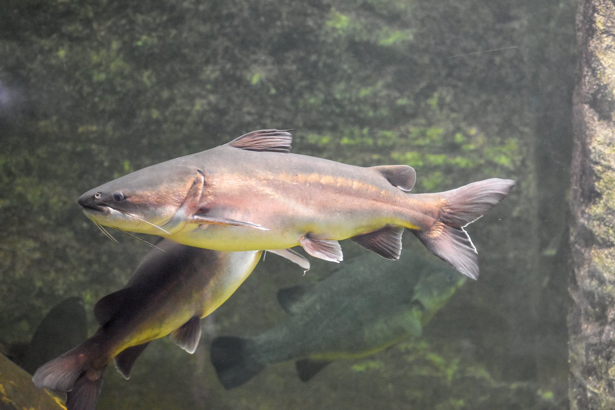 Fork-tailed Catfish