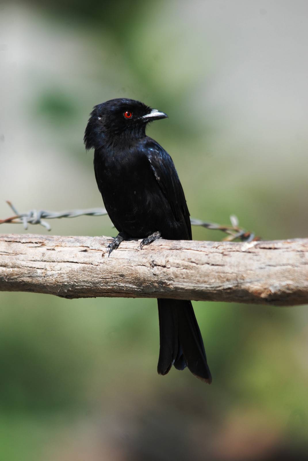 Fork-tailed Drongo at Ziway, 13/10/14