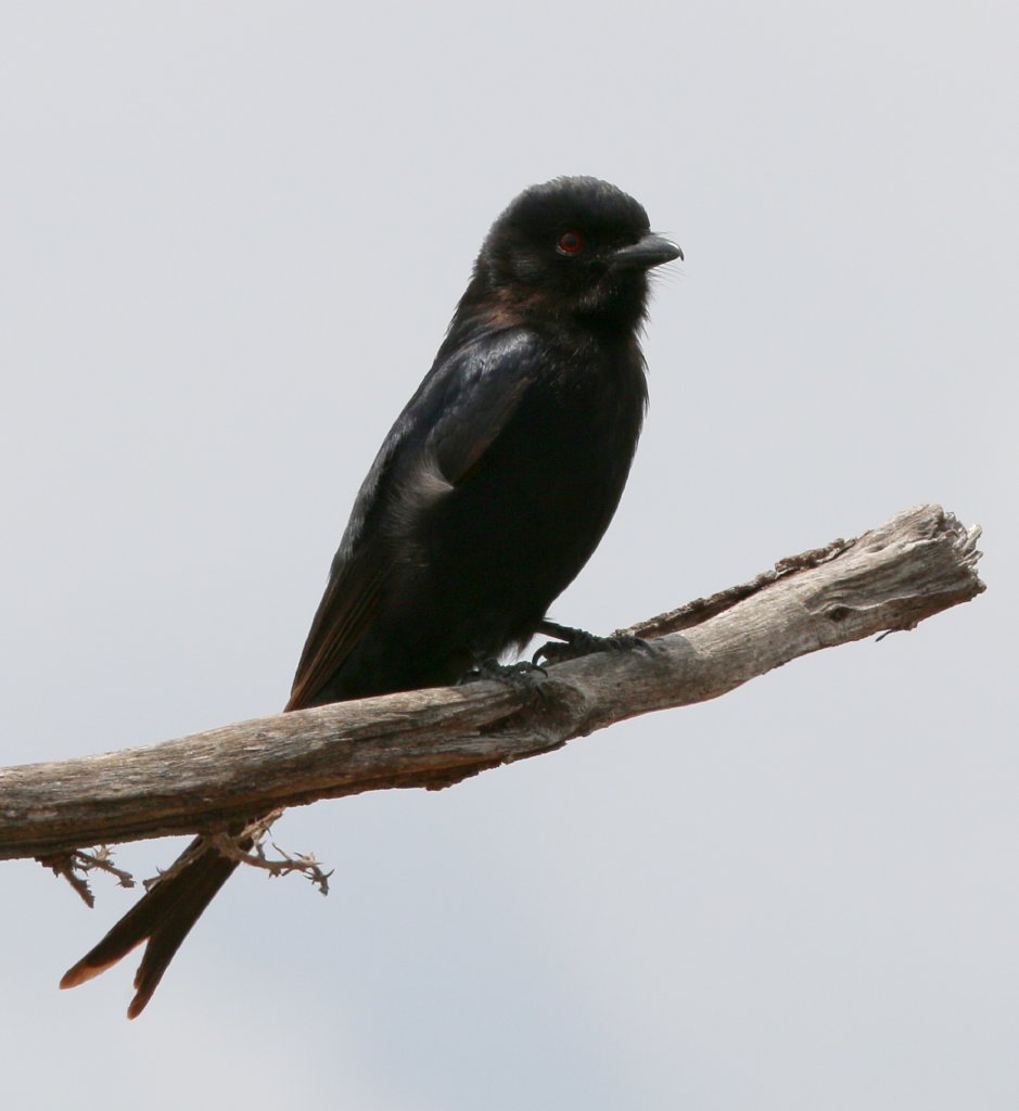 Fork-tailed Drongo