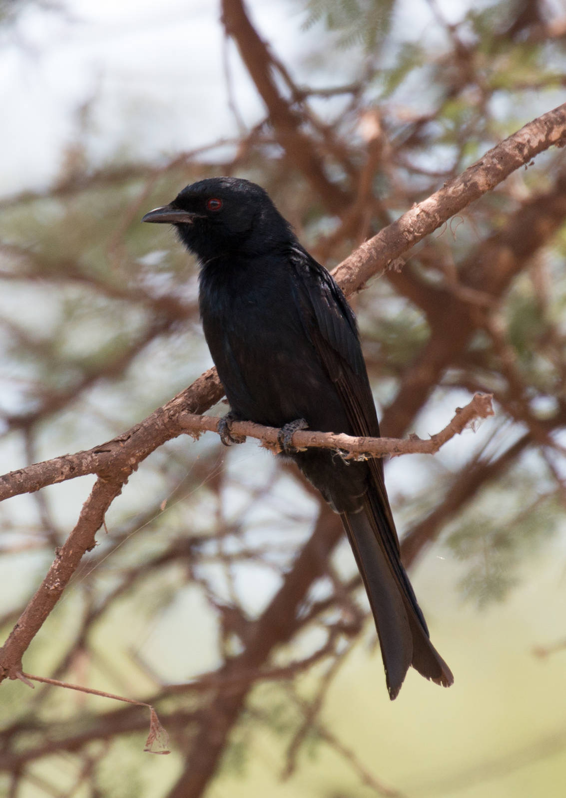 Fork-tailed Drongo
