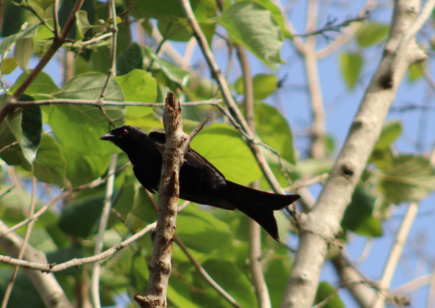 Fork-tailed drongo