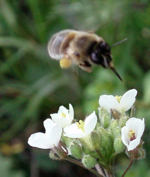 Fork-tailed Flower Bee (Anthophora furcata)