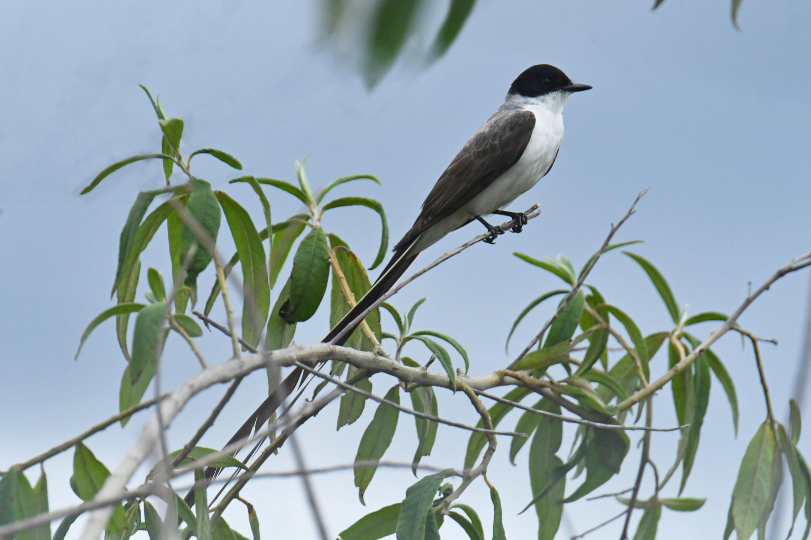 Fork-tailed Flycatcher (Tyrannus savana)