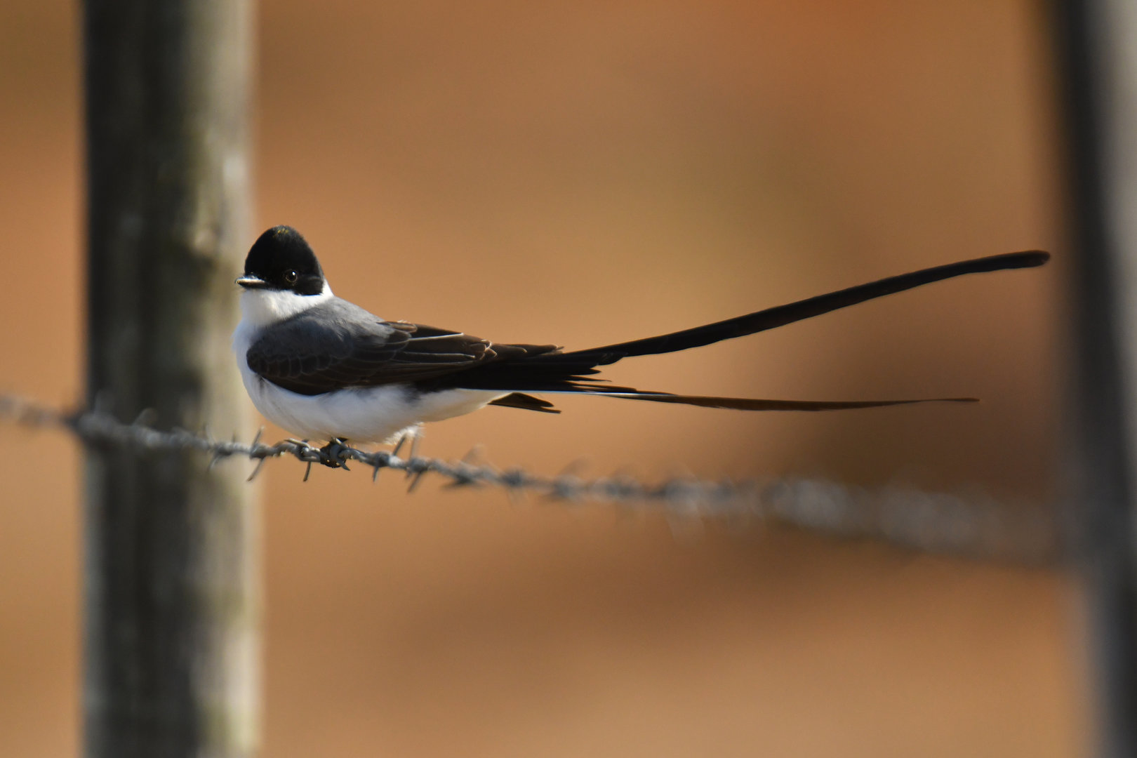 Fork-tailed Flycatcher Tyrannus savana
