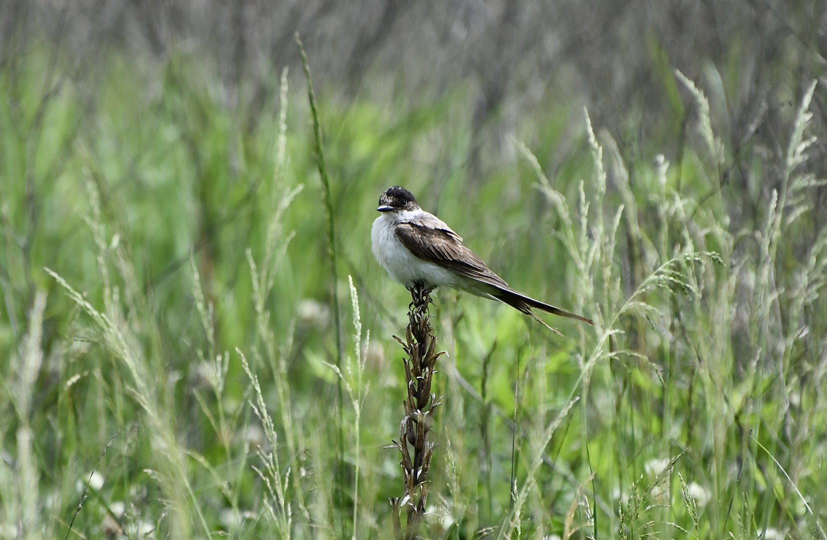 Fork-Tailed Flycatcher (Tyrannus savana)