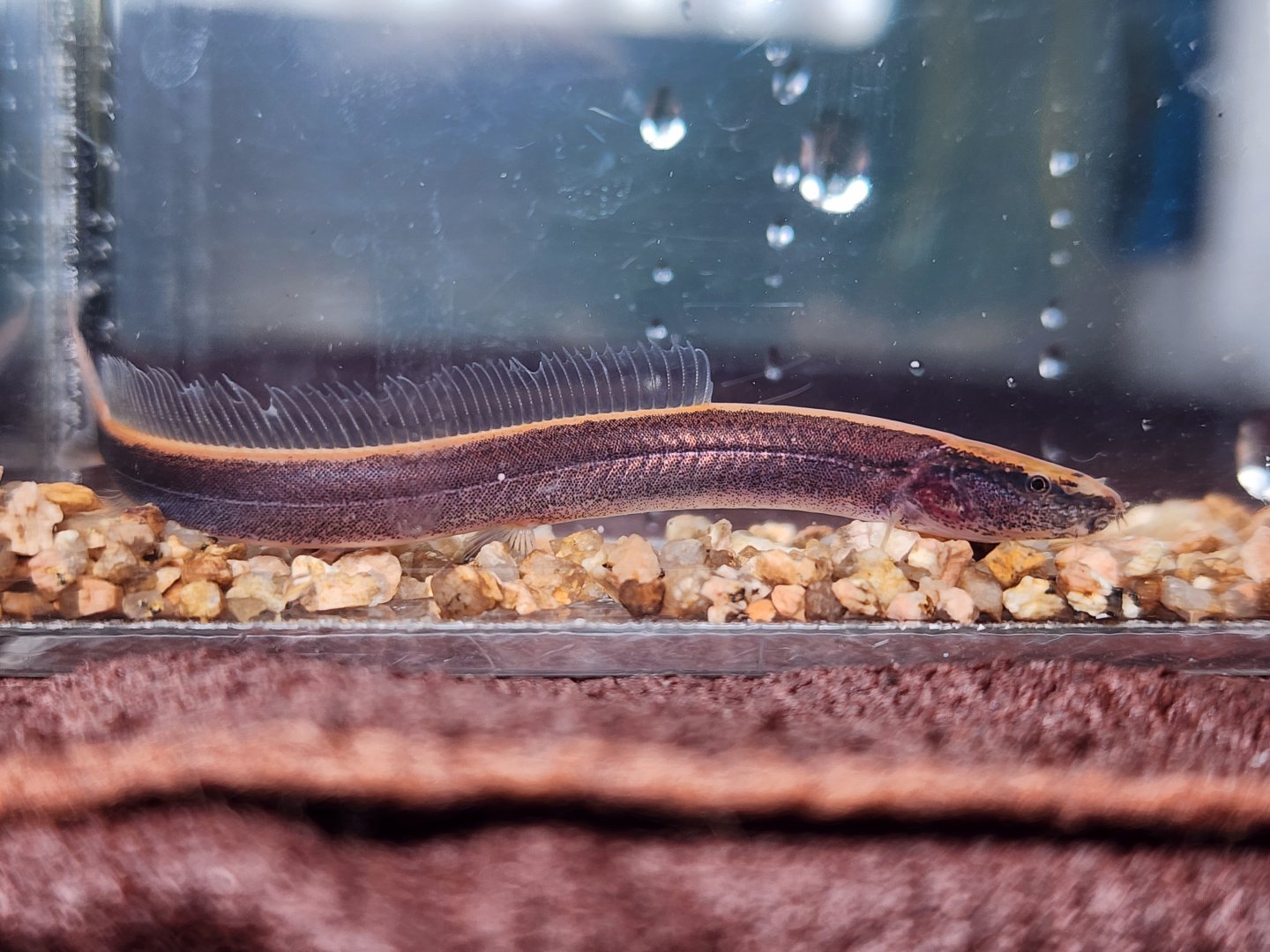 Fork-tailed Loach (Vaillantella maassi)