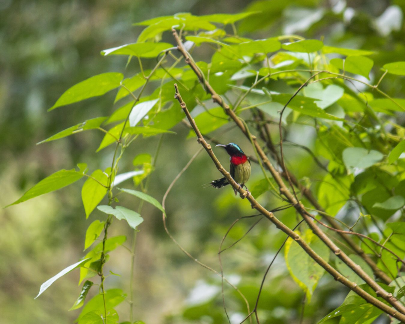 Fork-tailed sunbird, Aethopyga christinae