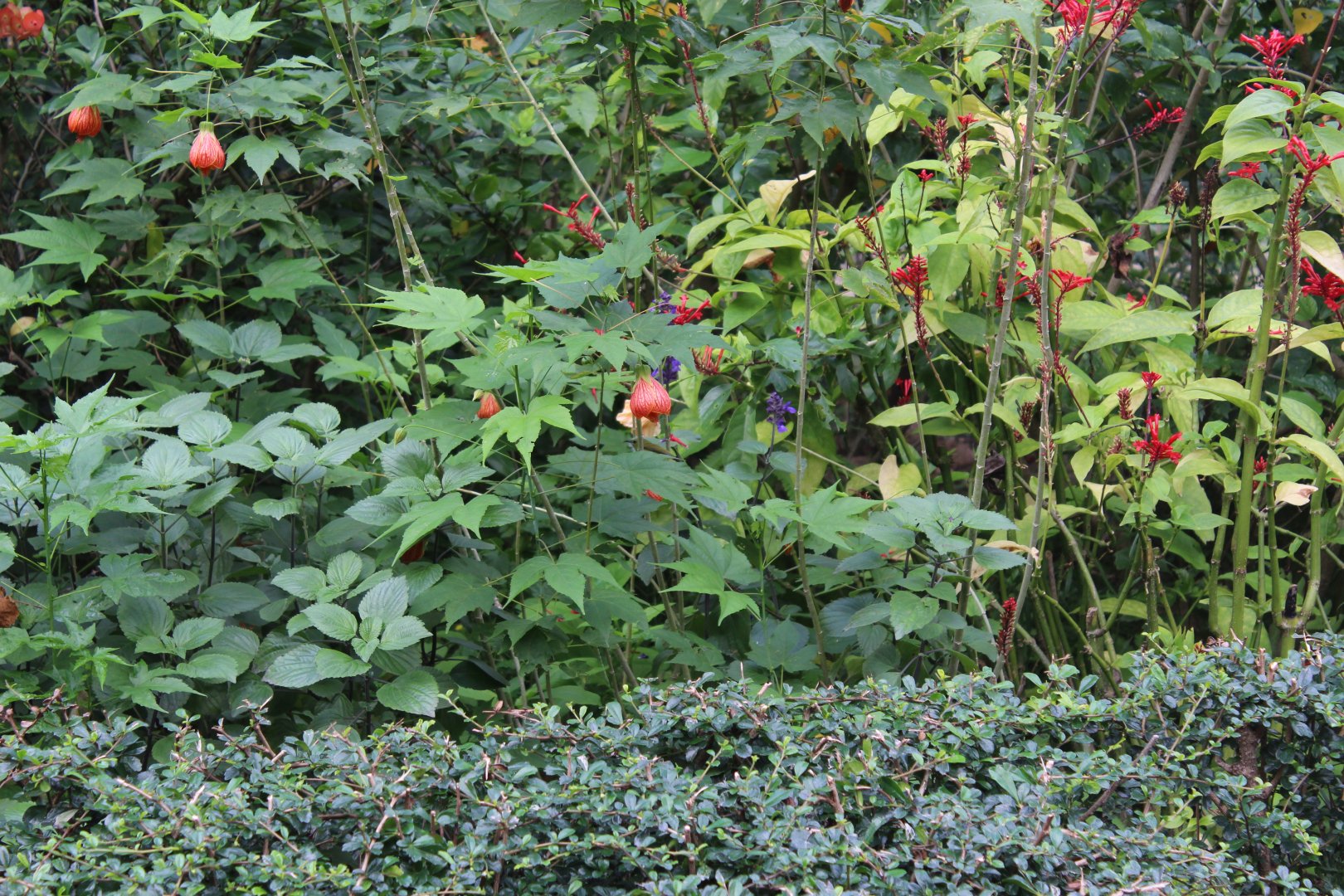 Fork-tailed sunbird(female)