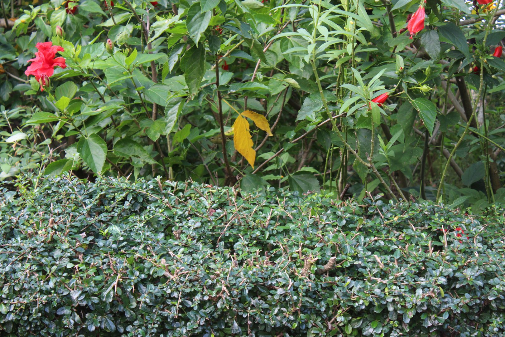 Fork-tailed sunbird(female)
