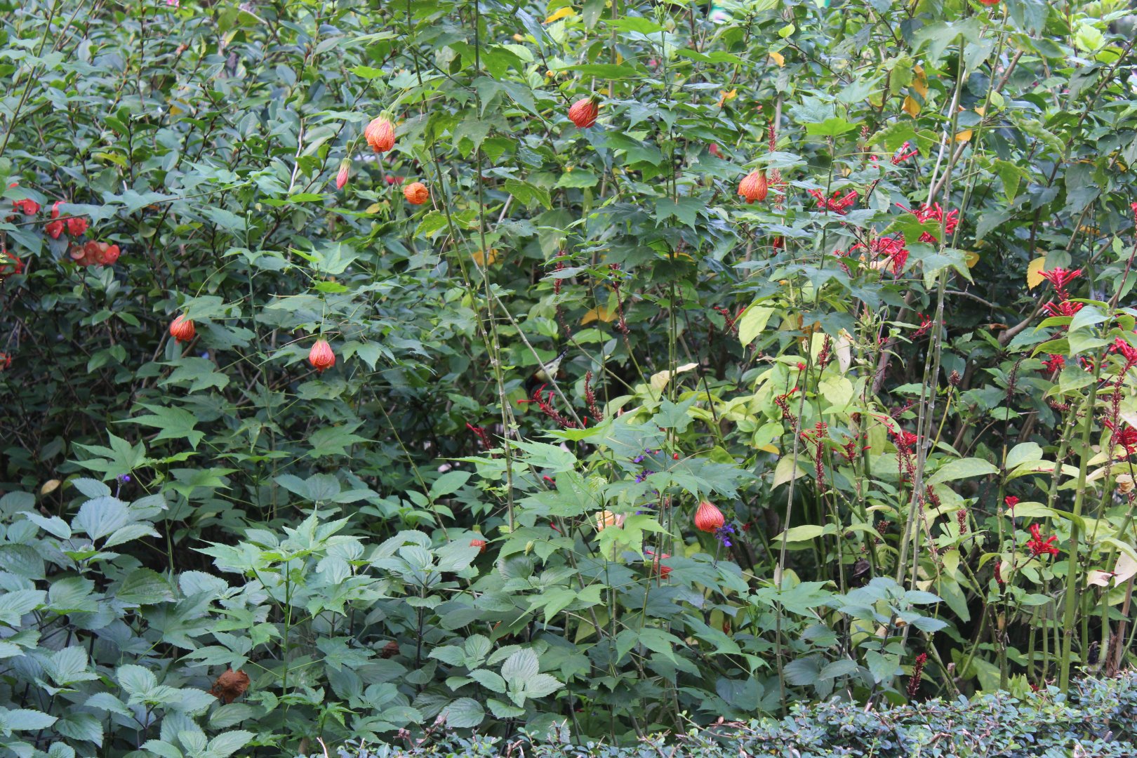 Fork-tailed sunbird(male)