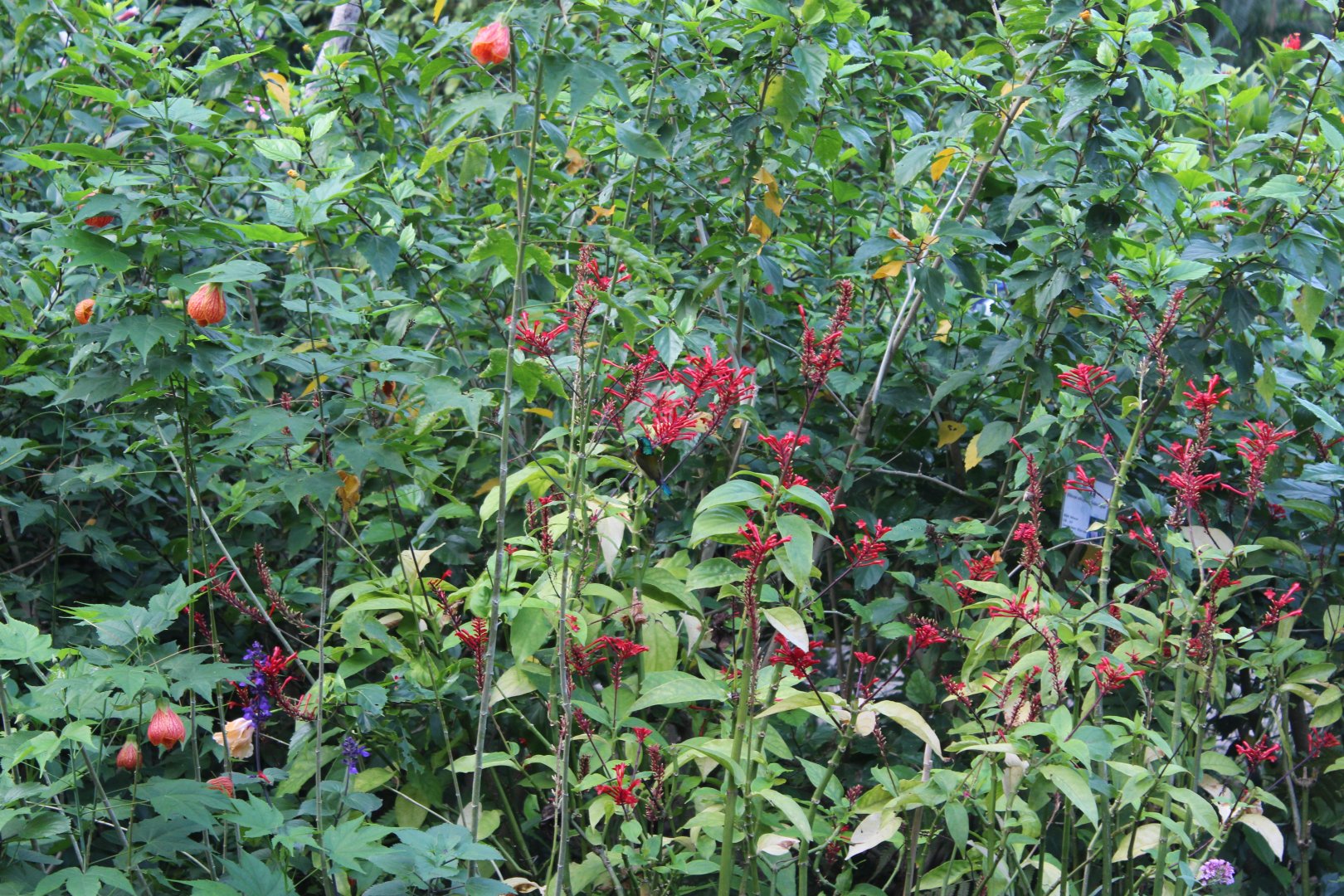 Fork-tailed sunbird(male)
