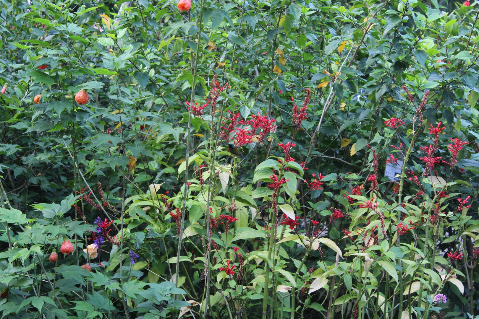 Fork-tailed sunbird(male)