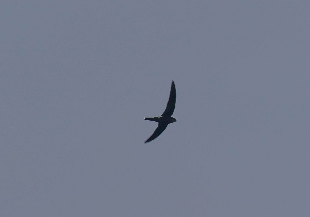 Fork-tailed Swift