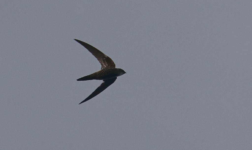 Fork-tailed Swift