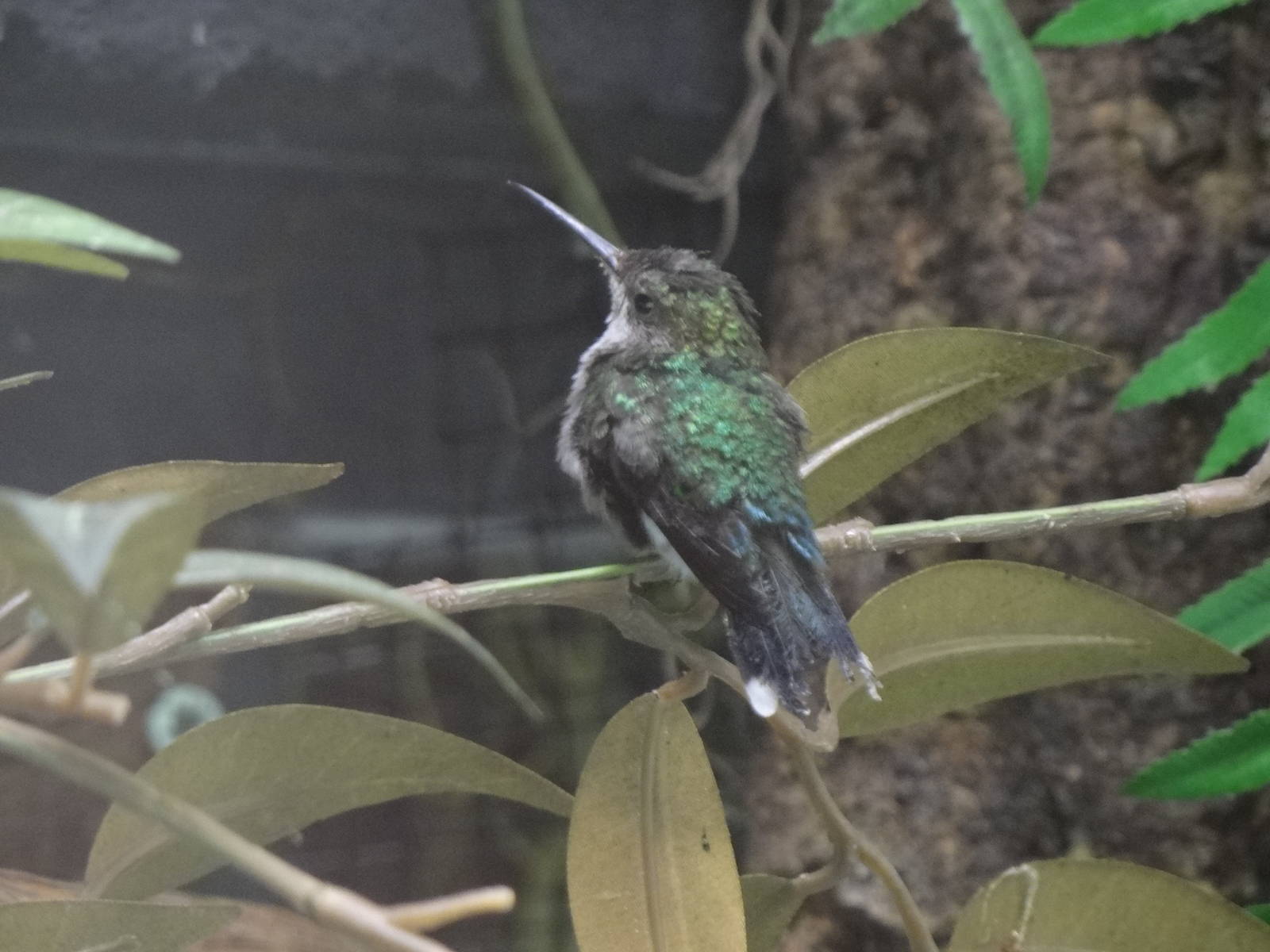 Fork-tailed woodnymph(female)