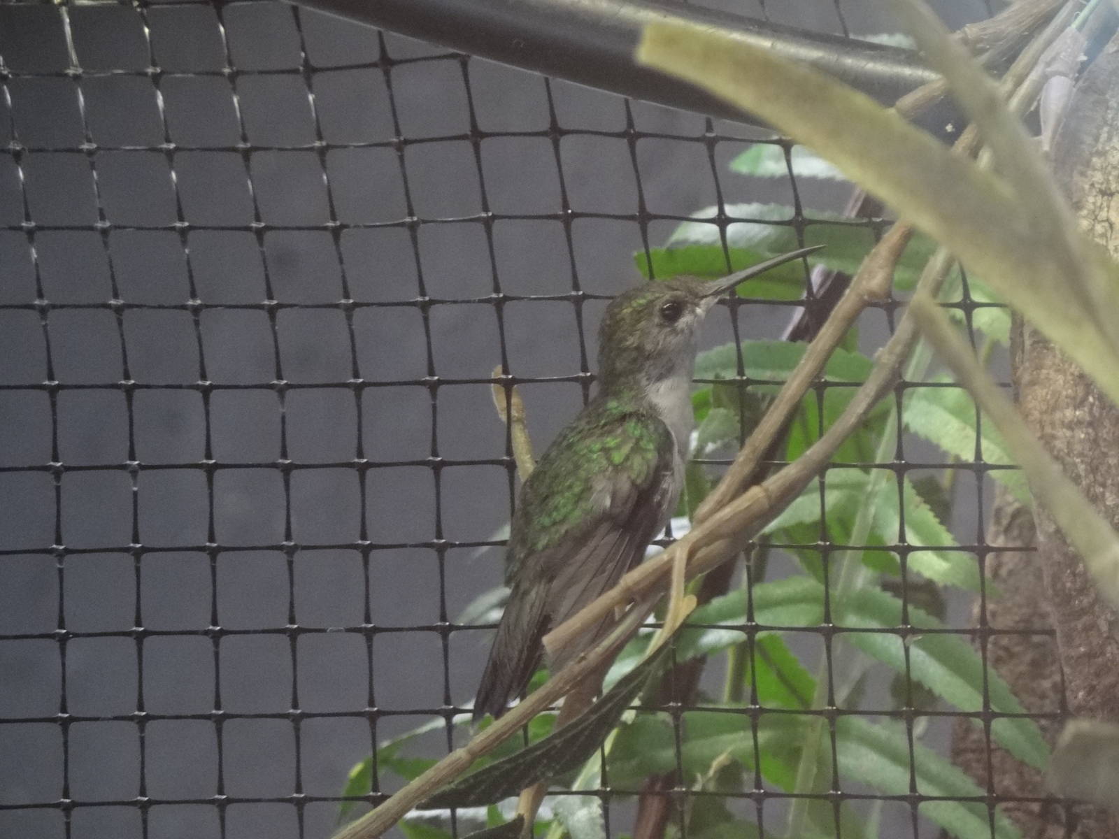 Fork-tailed woodnymph(female)