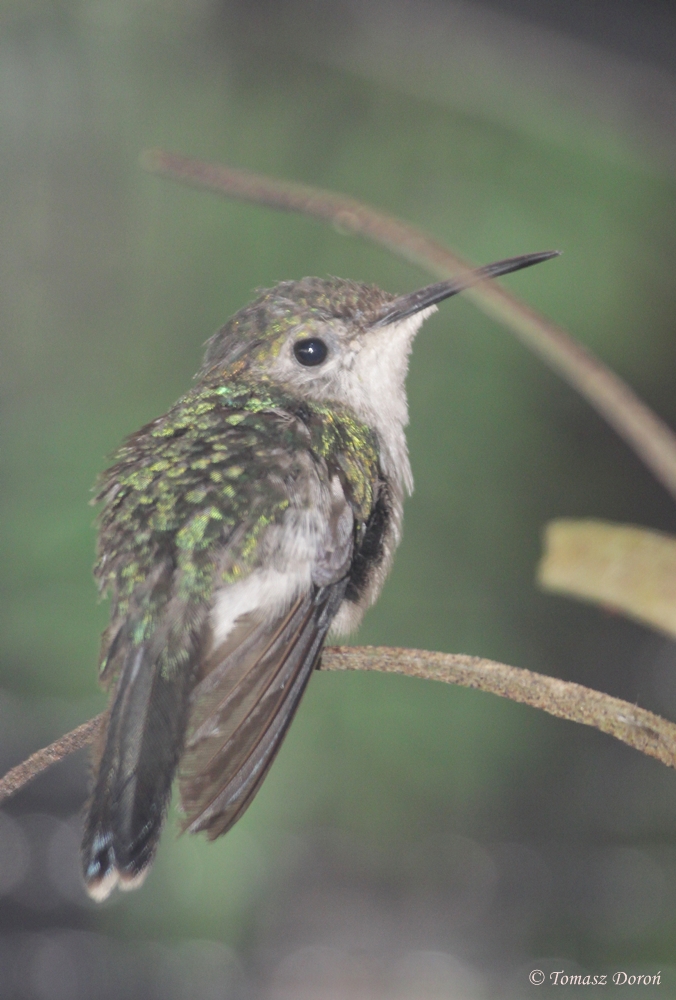Fork-tailed woodnymph (Thalurania furcata)