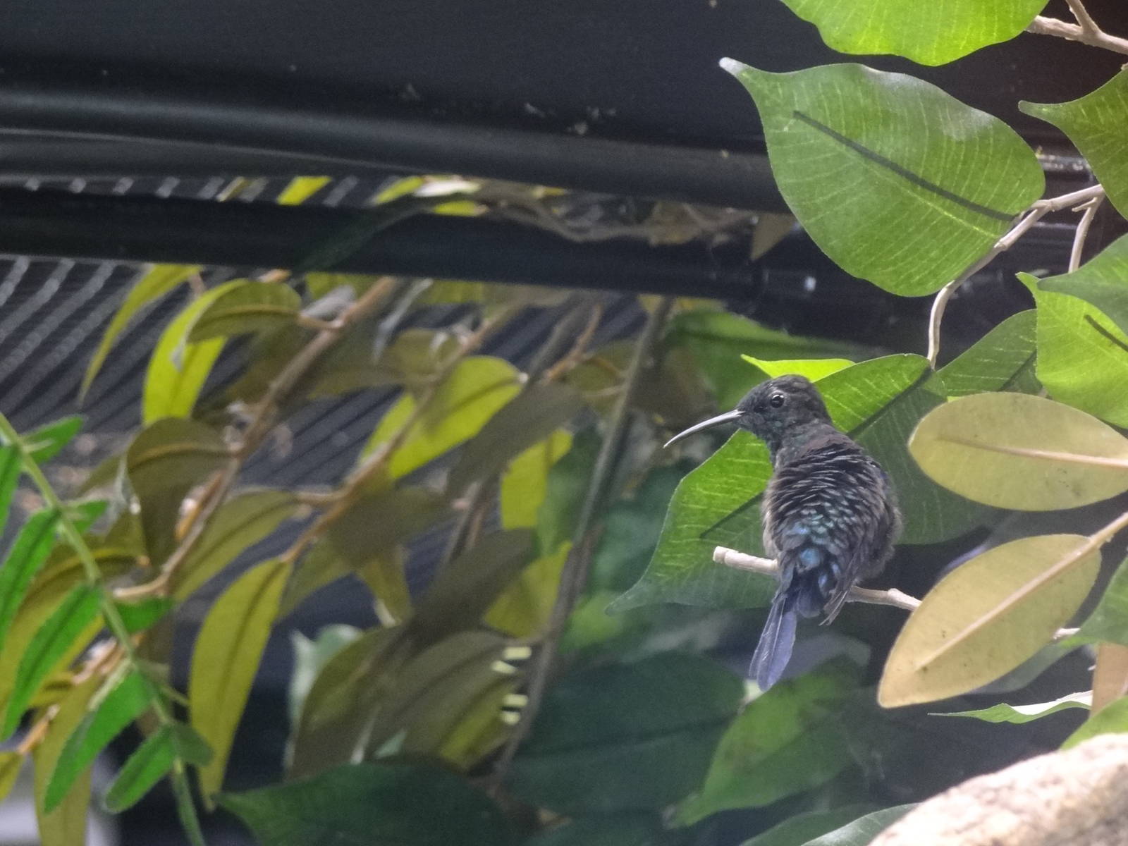 Fork-tailed woodnymph