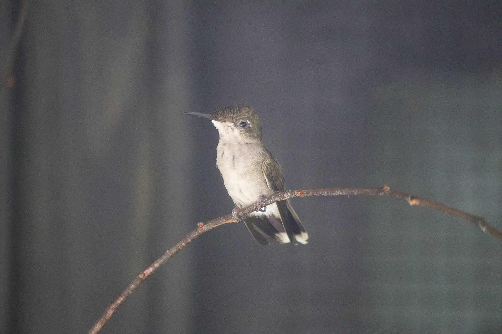 Fork-tailed Woodnymph
