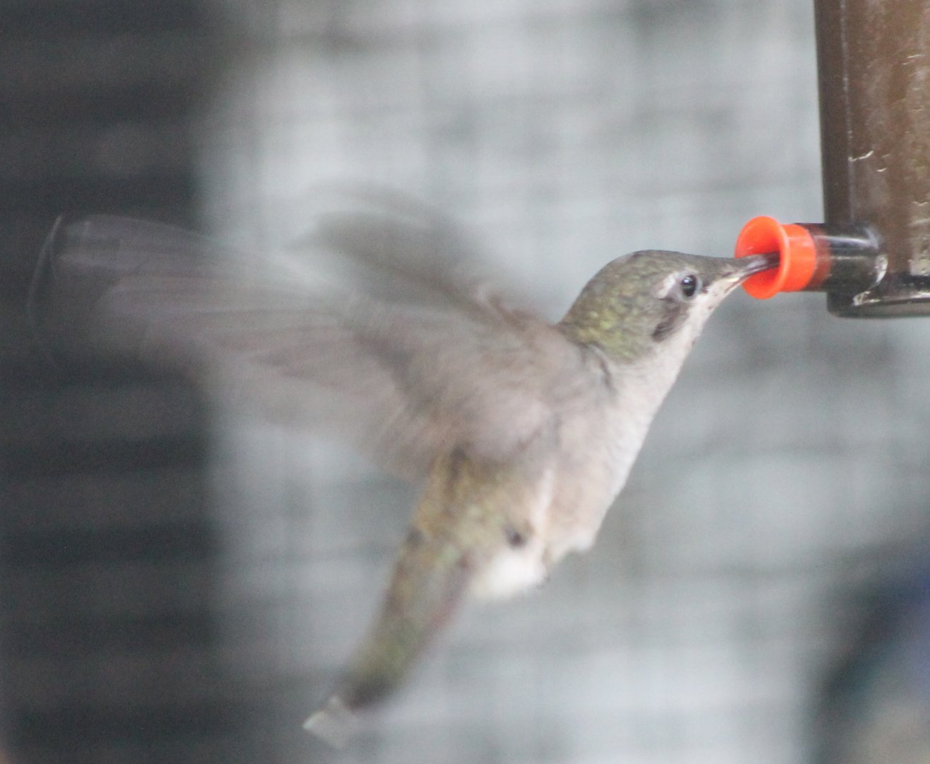 Fork-tailed woodnymph