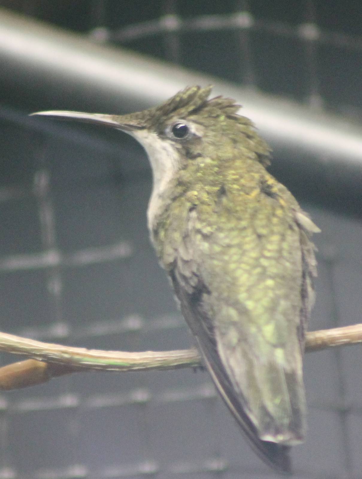 Fork-tailed woodnymphe female