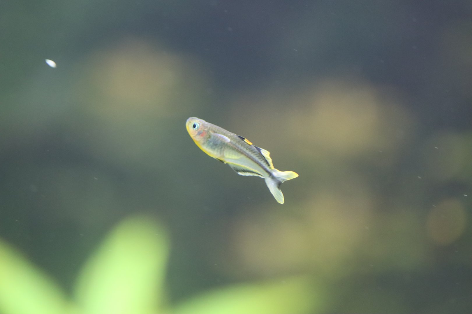 Forktail blue-eye (Pseudomugil furcatus)