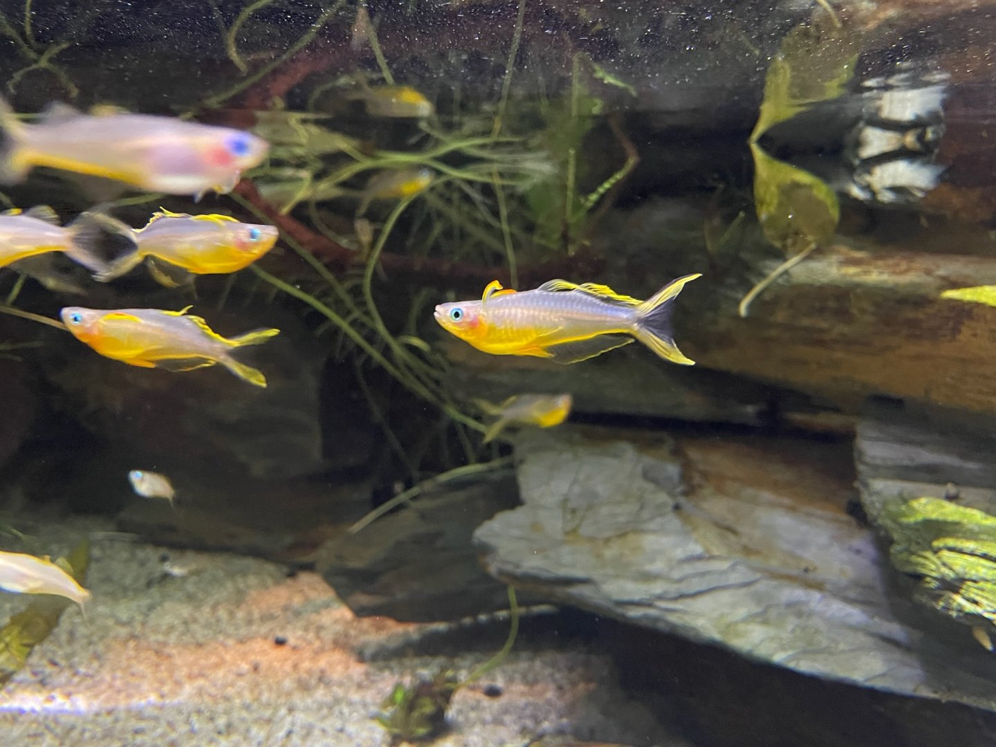 Forktail Blue-eye, (Pseudomugil furcatus)