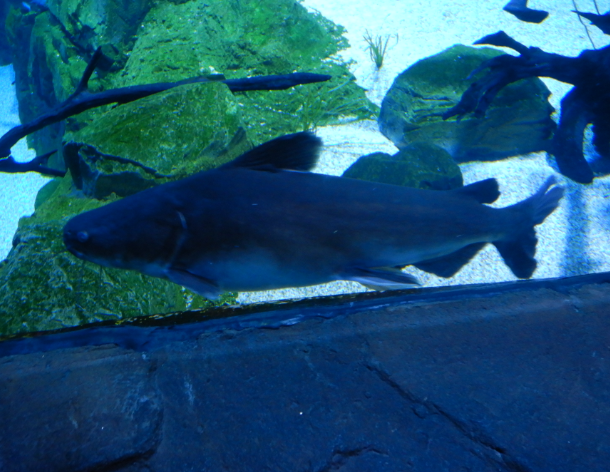 Forktail Catfish
