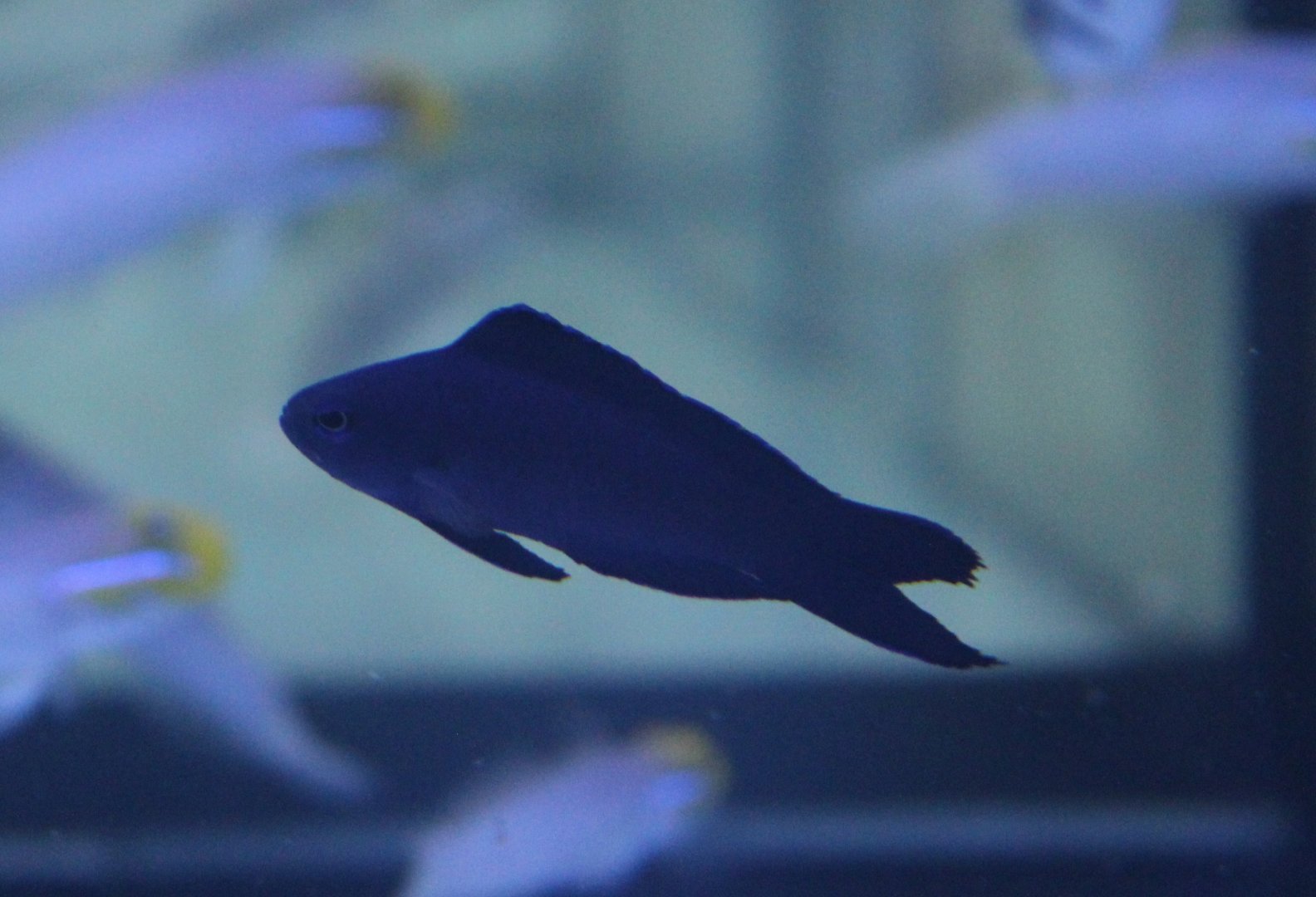 Forktail pygmy basslet - Assessor macneilli