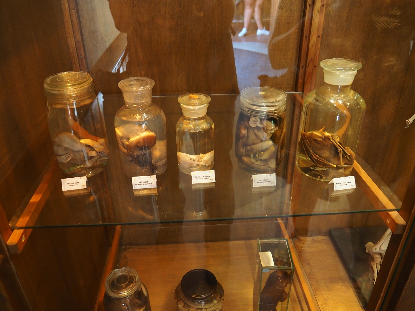 Formaldehyde-preserved specimens