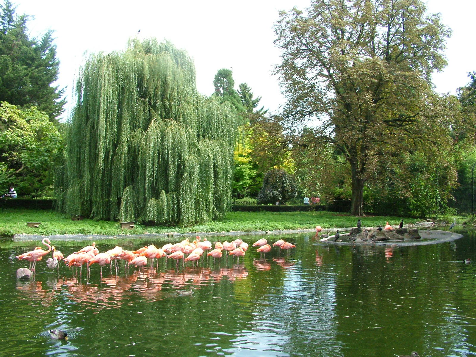 Formation Flamingos at Heidelberg, 05/09/10