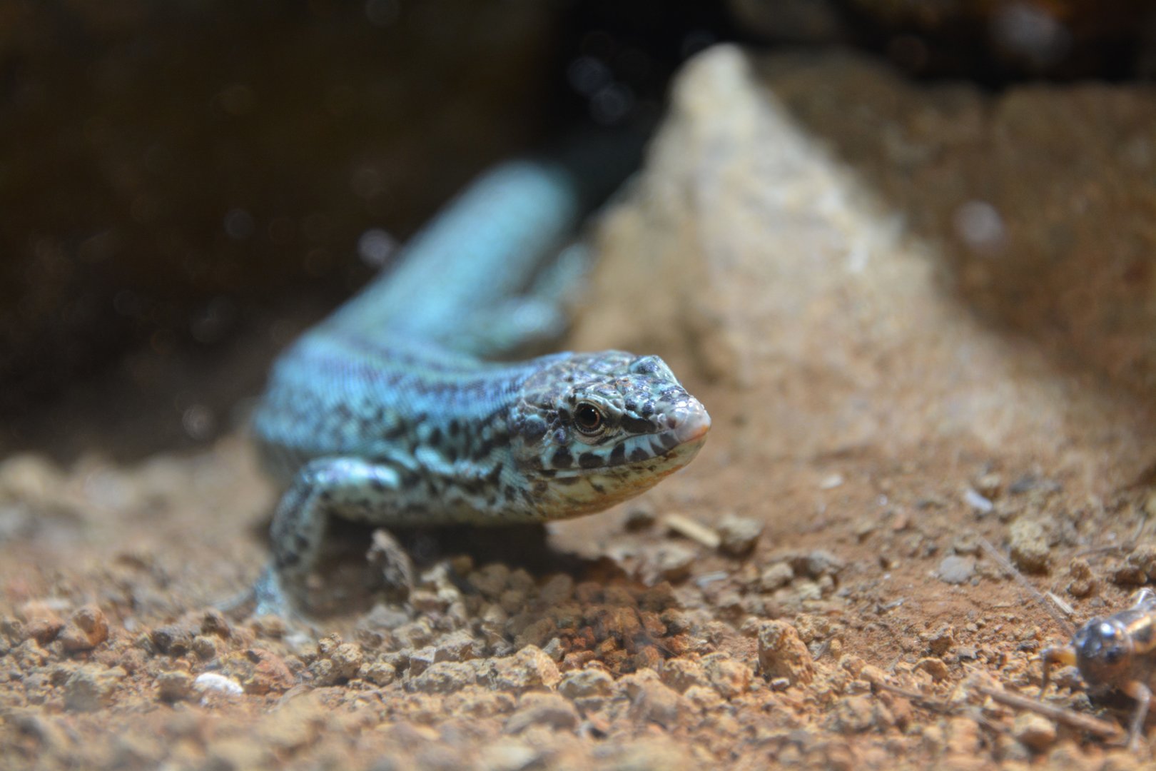 Formentara wall lizard (Podarcis pityusensis formenterae)