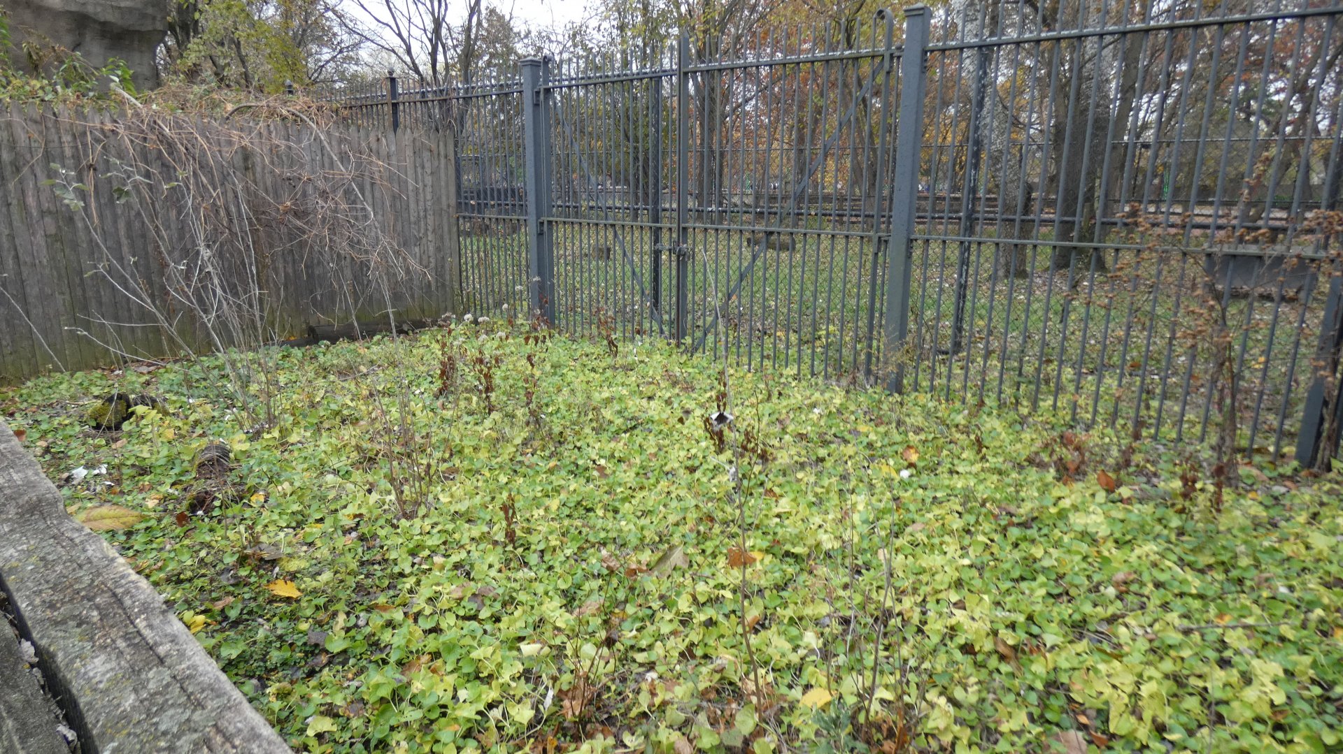 Former Aardvark "Play Yard", Habitat Africa!  - Nov. 2021