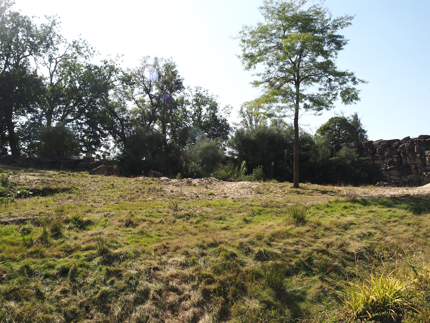 Former African bush elephant paddock, now home to Common eland and Common impala, 2024-09-17
