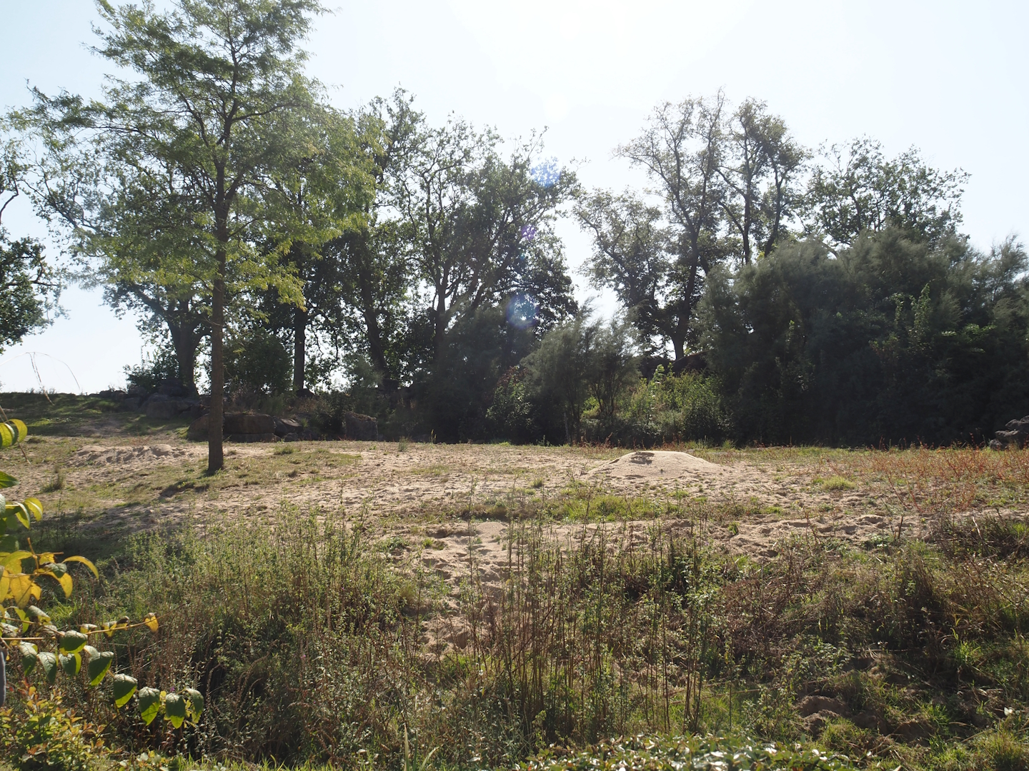 Former African bush elephant paddock, now home to Common eland and Common impala, 2024-09-17